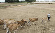 Nykredit vil have flere landbrugskunder