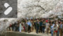 Flot forår i USA: Her blomstrer kirsebærtræerne