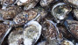 Advarer mod at samle muslinger og østers i Horsens Fjord: Kan være livsfarlige